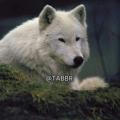 تبردونی گرگ سفید