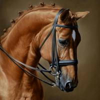 Лошади и кони 🧡 Красивые фотографии и картинки