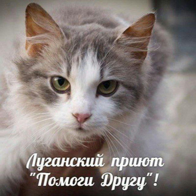 Луганский приют "Помоги другу"