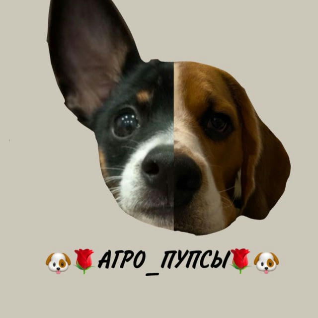 🐶🌹АГРО_ПУПСЫ🌹🐶