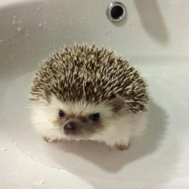 ハリネズミ🦔