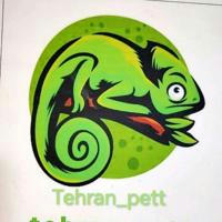 Tehran_pett