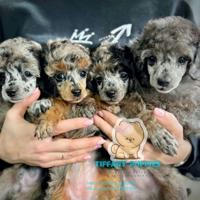 Tiffany Puppies