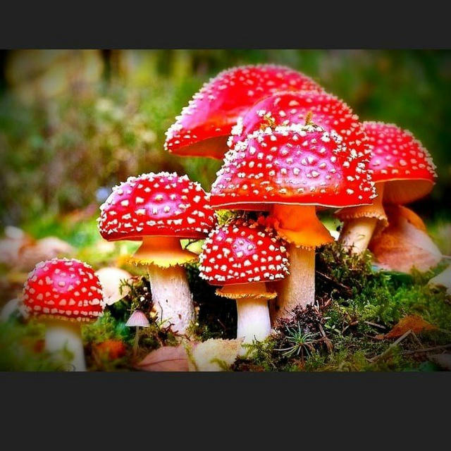 MAGIC MUSHROOMS🍄🍄