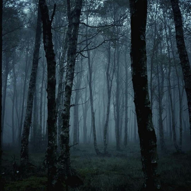 Загадочный лес 🌲