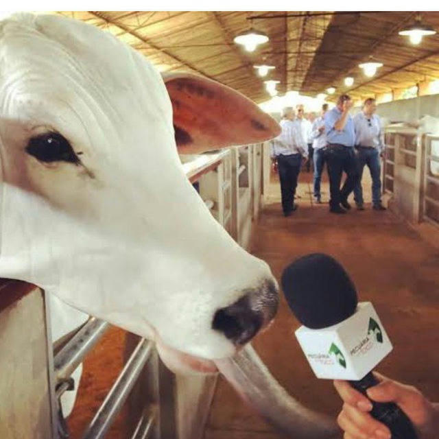 GADO 🐄 NEWS 🗞️ 📰 ☕ 🔥 Está de volta 😃