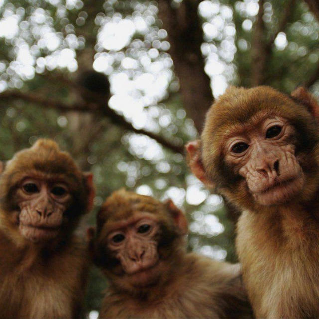 monkey squad 1.0