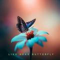 Live Head Butterfly