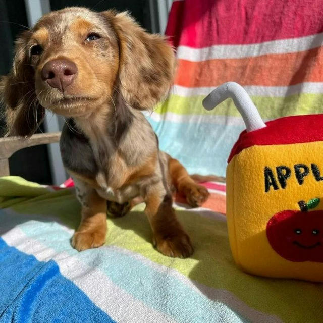 Dachshund Puppies Lover And Addict