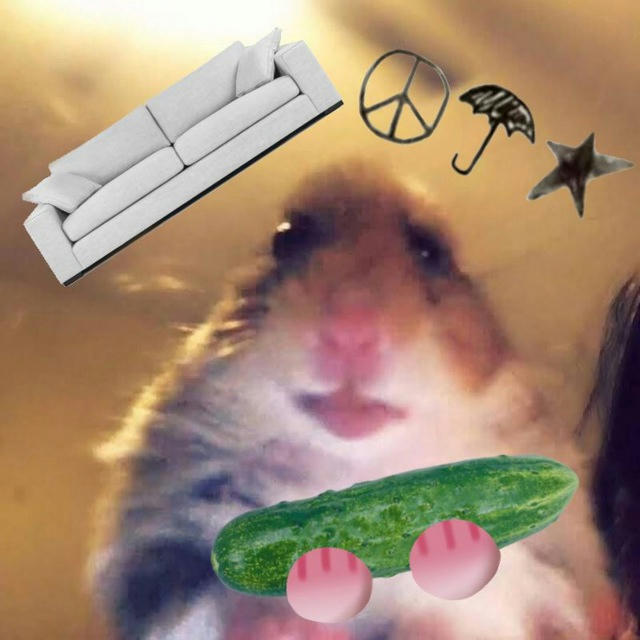 cucumber sofa hamster