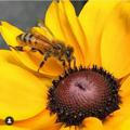 صفر تا صد زنبورداری و فرآوری محصولات زنبور عسل