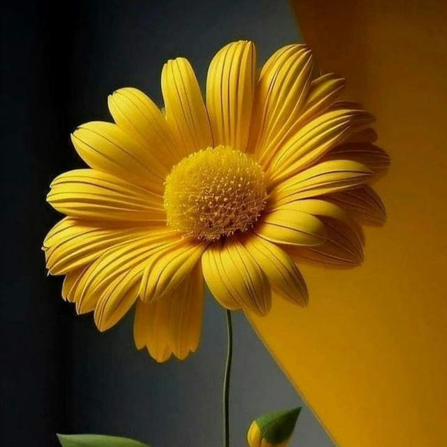 Sunflower 💚💥