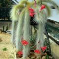 Cactus echino