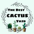 The Best cactus (yazd)