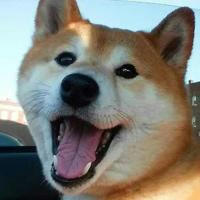 Shiba Inu / Cute Doge / Dog Pictures / Photos / Videos