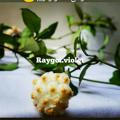 hoya.rayan