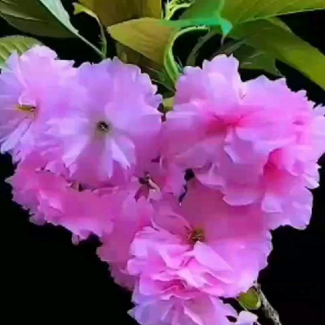 🌹🌹 خوشه چین گل های رز🌹🌹