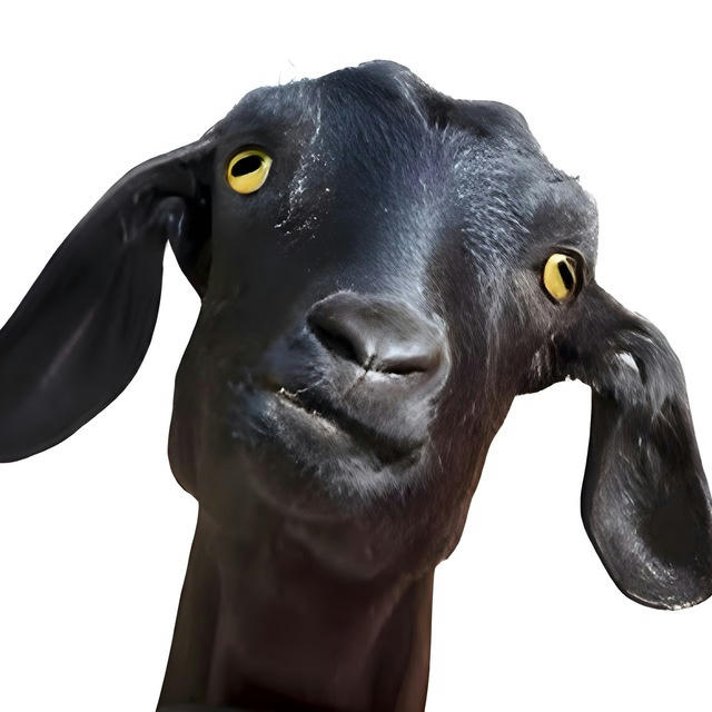 Funny goat | بز