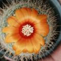 Shilad cactus