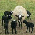 فروش گوسفند رومانف(چند قلوزا) ا09360245772