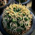 Cactuscade