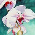 orchid gallery2