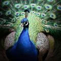 پرندگان زینتی بابک فتوحی طاووس کرج