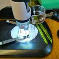 Что под микроскопом? What is under the microscope?