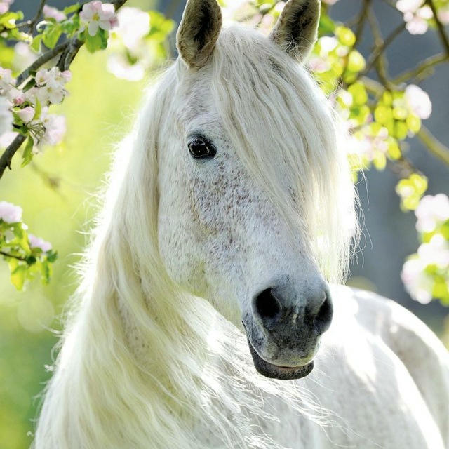 ENG CHIROYLIK OTLAR🐎