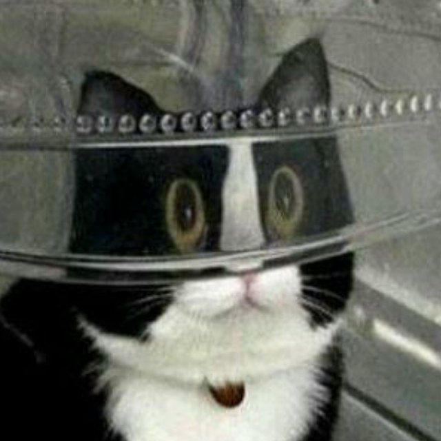 котівня 🐱