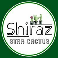 Star cactus shiraz