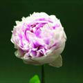 💜."Peony" فـاوانيا'-