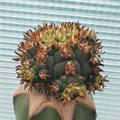 Kermanshah cactus