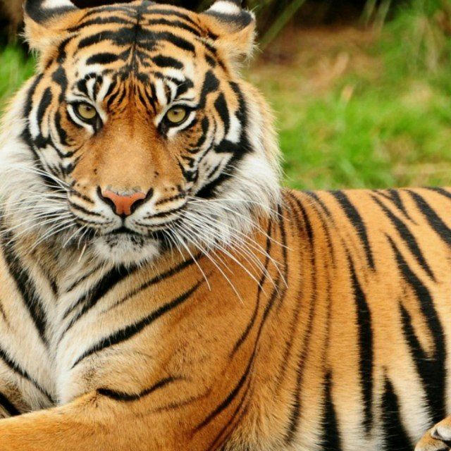 Tiger Abhi Zinda Hai