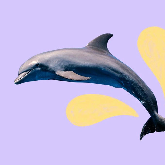 пристанище дельфинов