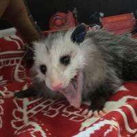 Opossum screamo