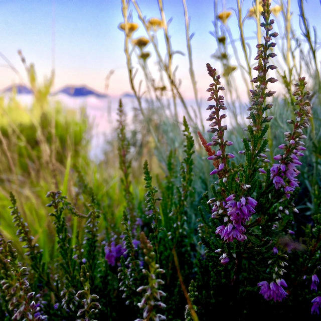 I Fiori di Bach in Natura