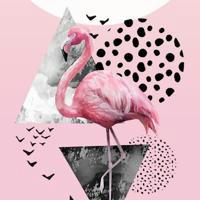 Flamingo 🤍.