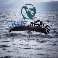 Whales Insider ®