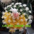 Cactus shahr raz