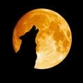 Wolf Moon Binary Signals🦊