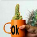 ✔Cactus_Ok✔