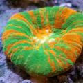 پخش مرجان های لاکچری(اوشن اختاپوس)🤩