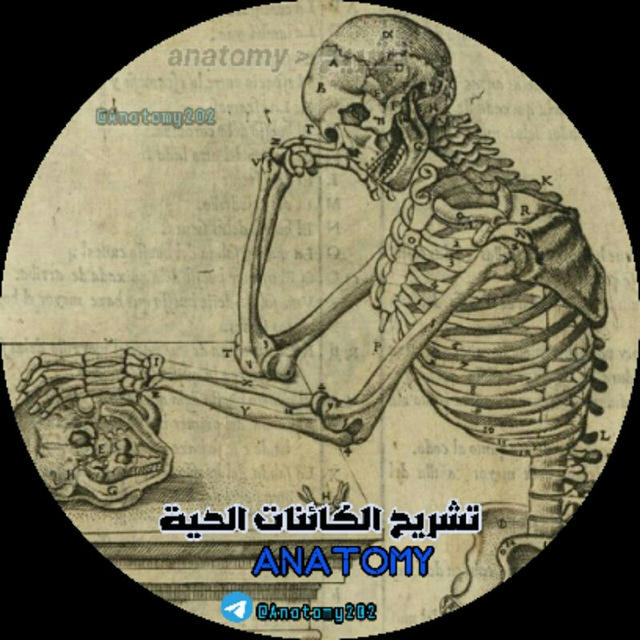 اناتومي Anatomy