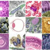 Histology collection videos 2021