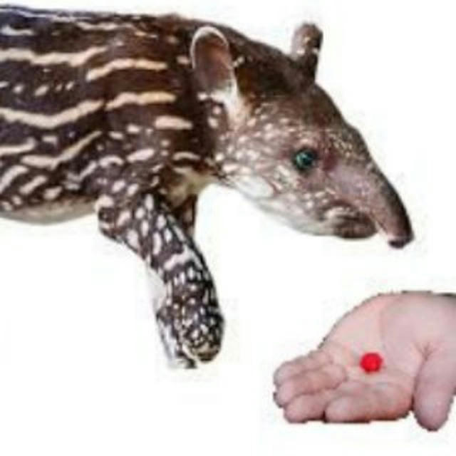tapir get red pill