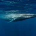 Meg Blue Whale 🦈🦈🦈