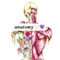 Anatomy 1st year - zliten 𖠖