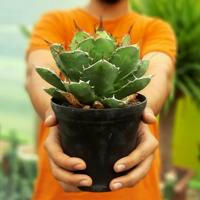 Cactus_alireza_ansari