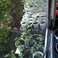 Saatgut und Jungpflanzen, alles für den Garten - Tauschbörse